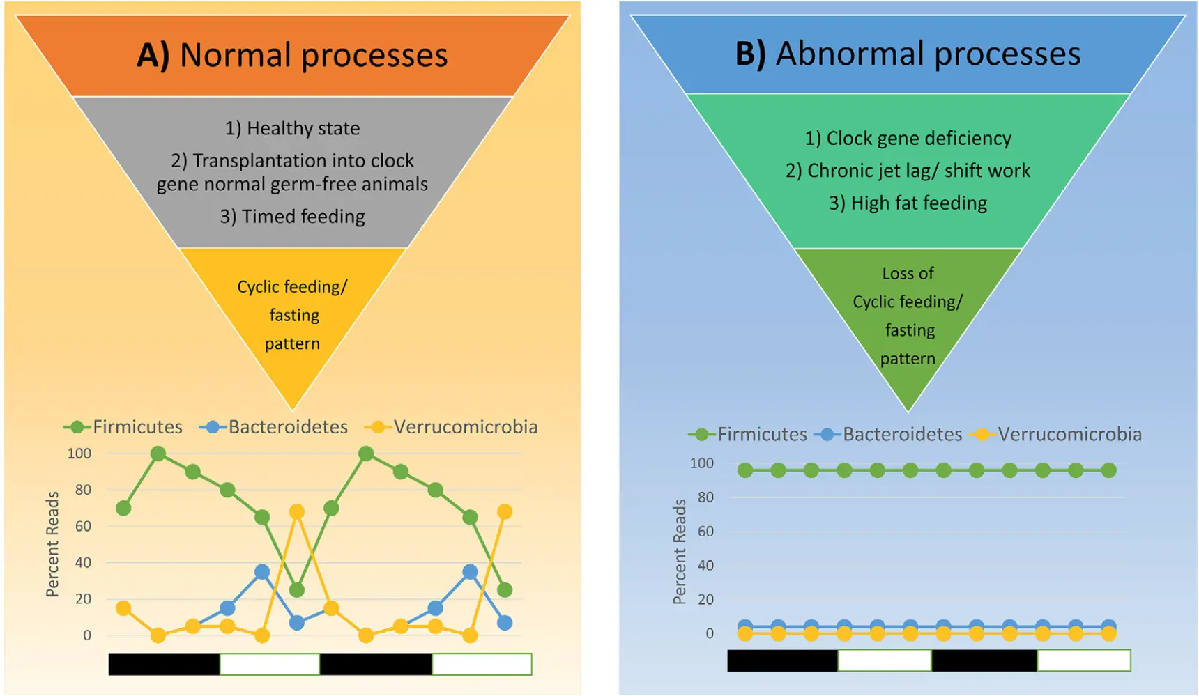 Figure 1: Homeostatic diurnal cycling of bacterial phyla for 48 hours in mice