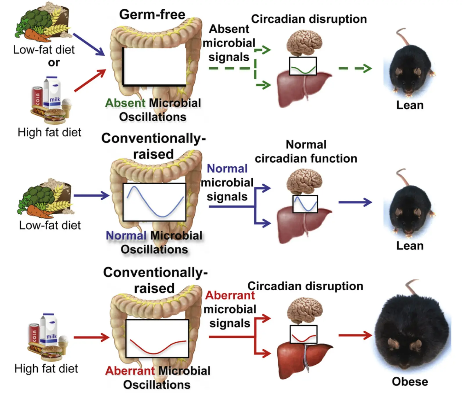 Figure 2: Circadian Rhythm & Microbial Oscillations