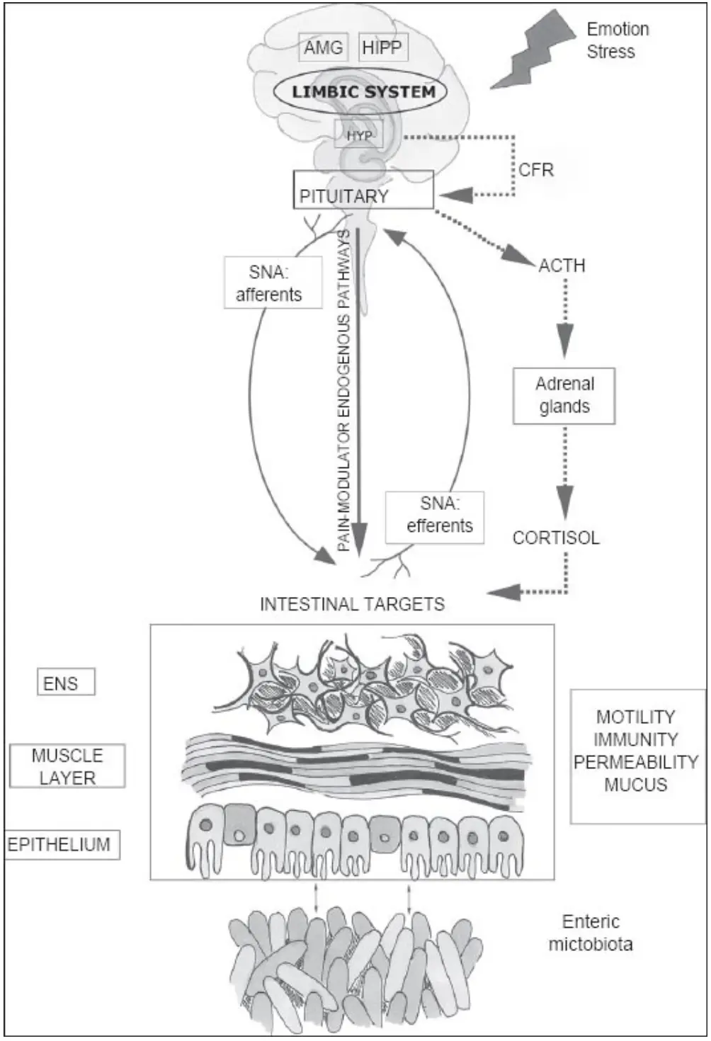 Figure 3: The Gut-Brain Axis Mechanism